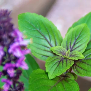 Elevate Your Garden with 2 African Blue Basil Plants Live - 4 Inch Potted Herb Plants