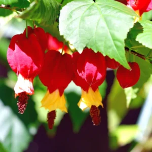 Abutilon Chinese Lantern Flowering Maple Plant, Abutilon megapotamicum, Red Flowers - 3 Inch Pot