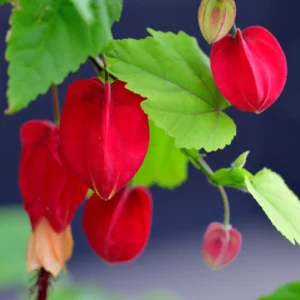 Abutilon Chinese Lantern Flowering Maple Plant, Abutilon megapotamicum, Red Flowers - 3 Inch Pot