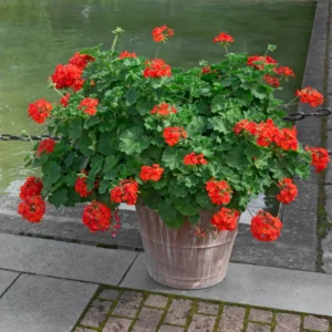 Geranium Plant, Long-Lasting Fragrant Blooms Plant, 4 Inch Pot