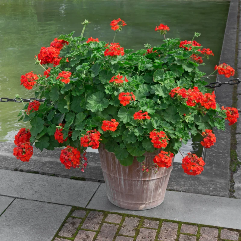 Geranium Plant, Long-Lasting Fragrant Blooms Plant, 4 Inch Pot