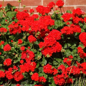 Geranium Plant, Long-Lasting Fragrant Blooms Plant, 4 Inch Pot