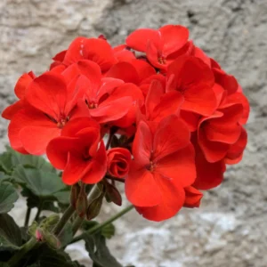 Geranium Plant, Long-Lasting Fragrant Blooms Plant, 4 Inch Pot