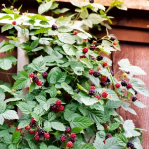 Marionberry Plant, Sweet Berries Blackberry x Raspberry Plant