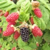 Marionberry Plant, Sweet Berries Blackberry x Raspberry Plant