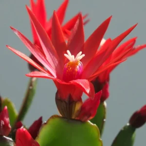 Easter Cactus Plants, 4 Inch Pot - Vibrant Blooms for Indoors & Outdoors