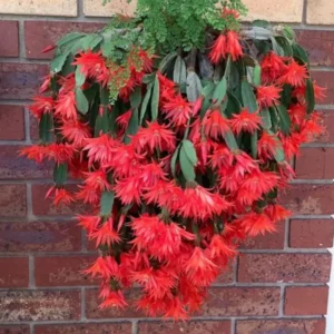 Easter Cactus Plants, 4 Inch Pot - Vibrant Blooms for Indoors & Outdoors