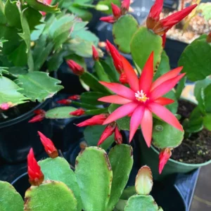 Easter Cactus Plants, 4 Inch Pot - Vibrant Blooms for Indoors & Outdoors