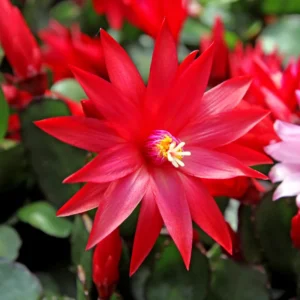 Easter Cactus Plants, 4 Inch Pot - Vibrant Blooms for Indoors & Outdoors