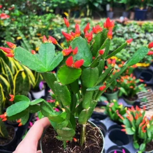 Easter Cactus Plants, 4 Inch Pot - Vibrant Blooms for Indoors & Outdoors