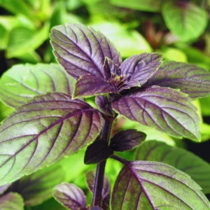 Elevate Your Garden with 2 African Blue Basil Plants Live - 4 Inch Potted Herb Plants