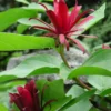 Sweet Shrub Carolina Allspice Plant, Fragrant Native Plants, 6 to 10 Inch Tall
