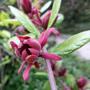 Sweet Shrub Carolina Allspice Plant, Fragrant Native Plants, 6 to 10 Inch Tall