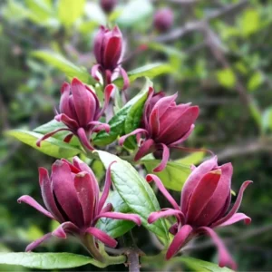Sweet Shrub Carolina Allspice Plant, Fragrant Native Plants, 6 to 10 Inch Tall