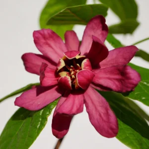 Sweet Shrub Carolina Allspice Plant, Fragrant Native Plants, 6 to 10 Inch Tall