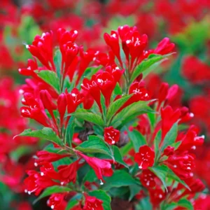 Weigela Flower Shrubs, Colorful Flowers for Low-Maintenance Gardens