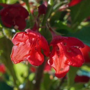 Weigela Flower Shrubs, Colorful Flowers for Low-Maintenance Gardens