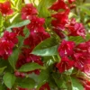 Weigela Flower Shrubs, Colorful Flowers for Low-Maintenance Gardens