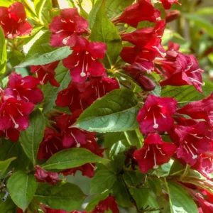 Weigela Flower Shrubs, Colorful Flowers for Low-Maintenance Gardens