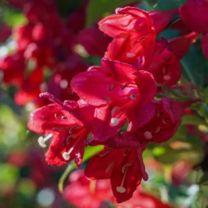Weigela Flower Shrubs, Colorful Flowers for Low-Maintenance Gardens