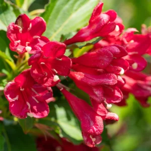 Weigela Flower Shrubs, Colorful Flowers for Low-Maintenance Gardens
