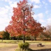 American Sweetgum Tree, Fall Color Fast-Growing Shade Tree, 6 to 10 Inch