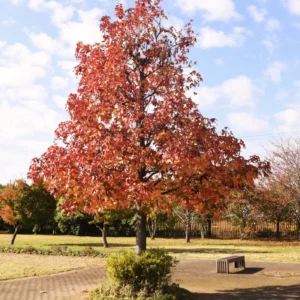 American Sweetgum Tree, Fall Color Fast-Growing Shade Tree, 6 to 10 Inch