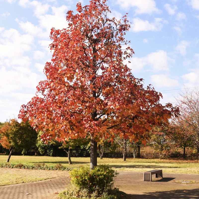 American Sweetgum Tree, Fall Color Fast-Growing Shade Tree, 6 to 10 Inch