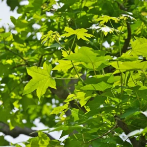 American Sweetgum Tree, Fall Color Fast-Growing Shade Tree, 6 to 10 Inch