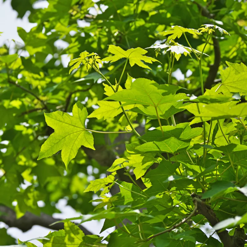 American Sweetgum Tree, Fall Color Fast-Growing Shade Tree, 6 to 10 Inch