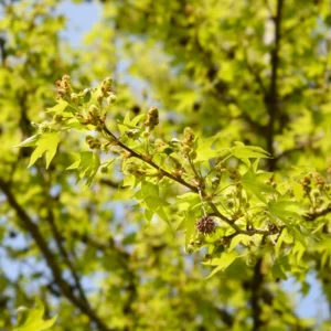 American Sweetgum Tree, Fall Color Fast-Growing Shade Tree, 6 to 10 Inch
