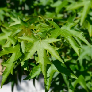 American Sweetgum Tree, Fall Color Fast-Growing Shade Tree, 6 to 10 Inch