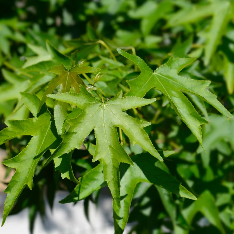 American Sweetgum Tree, Fall Color Fast-Growing Shade Tree, 6 to 10 Inch