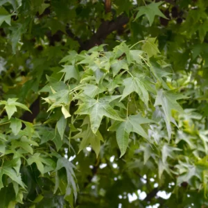 American Sweetgum Tree, Fall Color Fast-Growing Shade Tree, 6 to 10 Inch