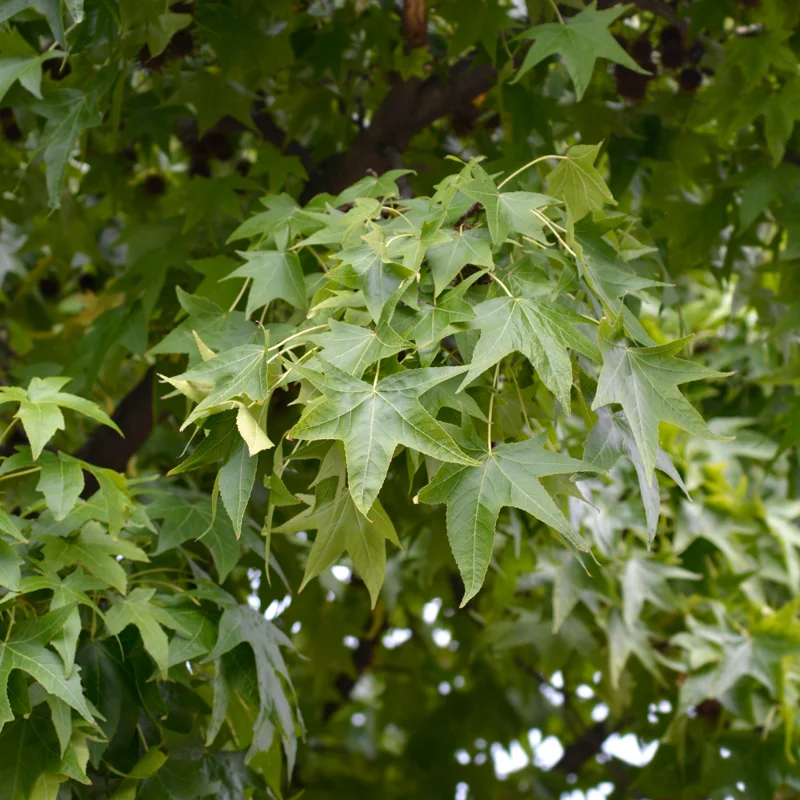 American Sweetgum Tree, Fall Color Fast-Growing Shade Tree, 6 to 10 Inch