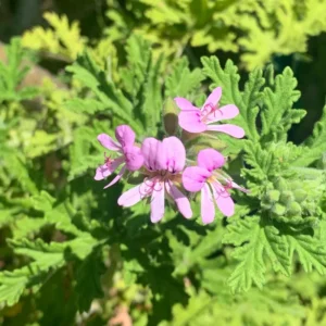 Citronella Mosquito Plant - Natural Insect Repellent for Your Garden