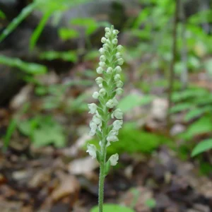 Rattlesnake Plantain Orchid Plant, Rare Orchid