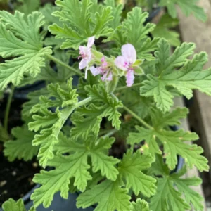 Citronella Mosquito Plant - Natural Insect Repellent for Your Garden