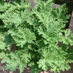 Citronella Mosquito Plant - Natural Insect Repellent for Your Garden