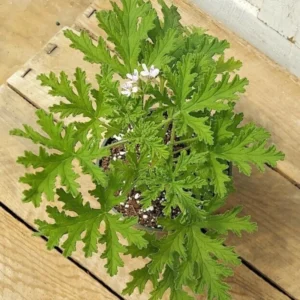 Citronella Mosquito Plant - Natural Insect Repellent for Your Garden