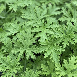 Citronella Mosquito Plant - Natural Insect Repellent for Your Garden