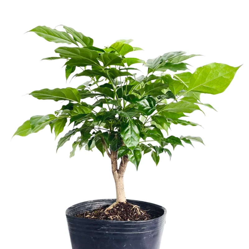 China Doll Plants, Radermachera sinica - Low-Maintenance Indoor Houseplant - 4 Inch Pot