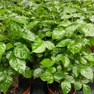 China Doll Plants, Radermachera sinica - Low-Maintenance Indoor Houseplant - 4 Inch Pot