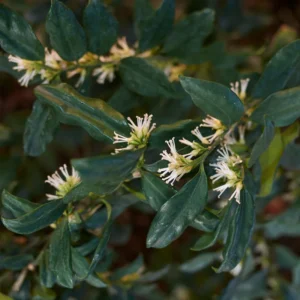 Sweet Box Plants - Sarcococca, Fragrant Flowers Shrubs