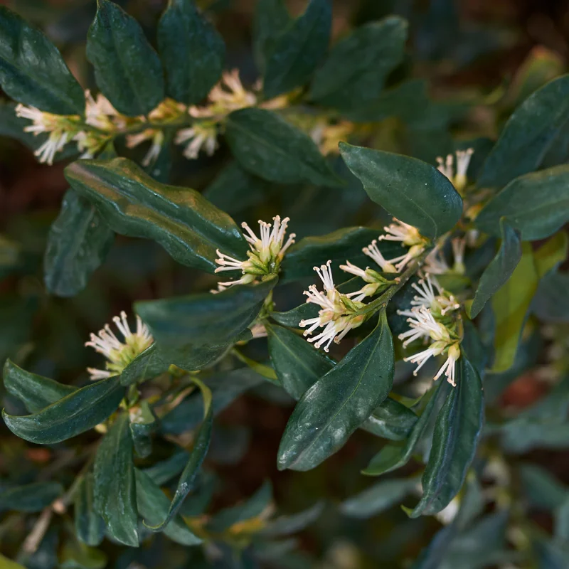 Sweet Box Plants - Sarcococca, Fragrant Flowers Shrubs