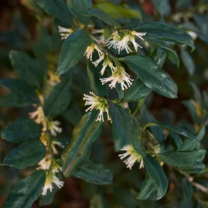 Sweet Box Plants - Sarcococca, Fragrant Flowers Shrubs