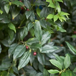 Sweet Box Plants - Sarcococca, Fragrant Flowers Shrubs