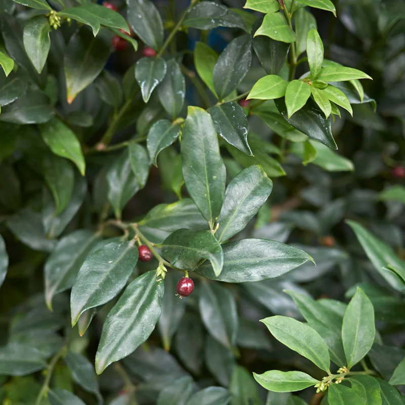 Sweet Box Plants - Sarcococca, Fragrant Flowers Shrubs