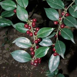 Sweet Box Plants - Sarcococca, Fragrant Flowers Shrubs