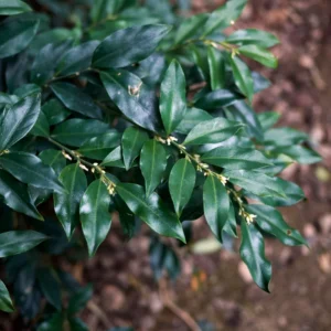 Sweet Box Plants - Sarcococca, Fragrant Flowers Shrubs